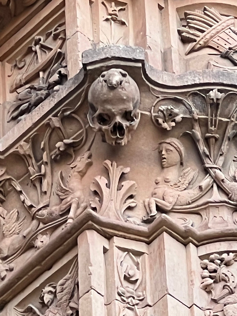 Rana de la Universidad