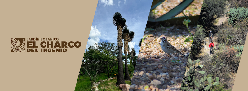 El Charco del Ingenio Jardín Botánico y Área Natural Protegida